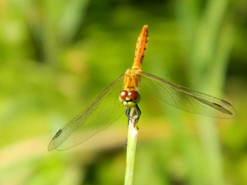 Sympetrum...??